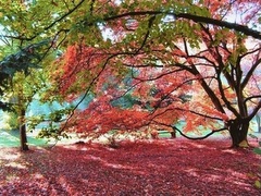 Tudor Caravan Park - Colourful trees at Westonbirt