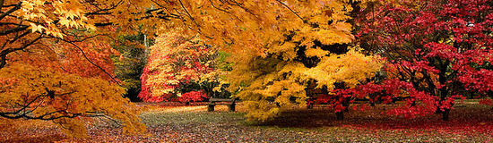 Westonbirt Arboretum