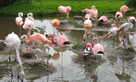 Flamingoes at Slimbridge WWT